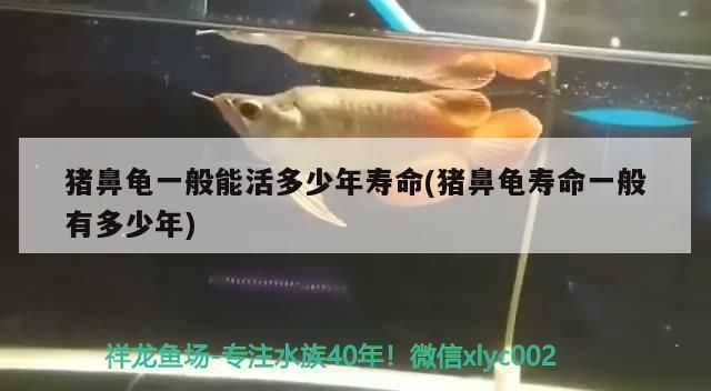豬鼻龜能長多大,壽命有多長呢：豬鼻龜一般能活多少年