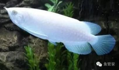 龍魚沉缸底是怎么回事