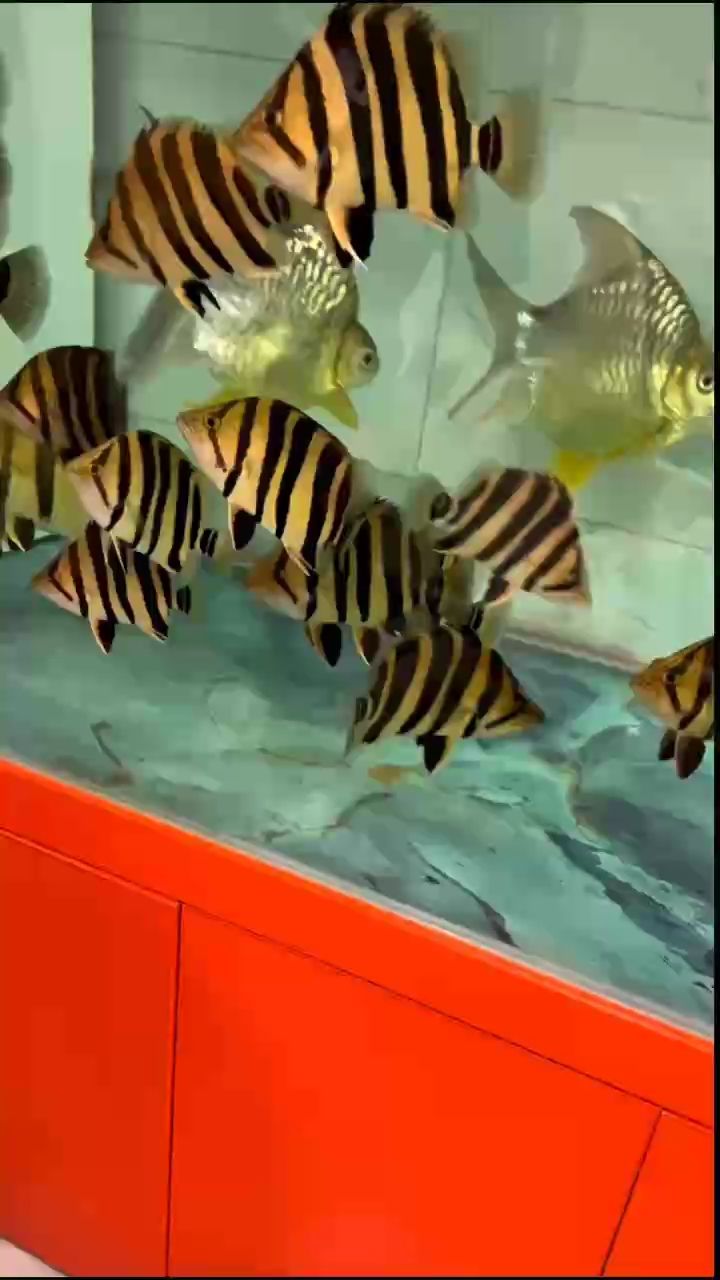 極品培養中