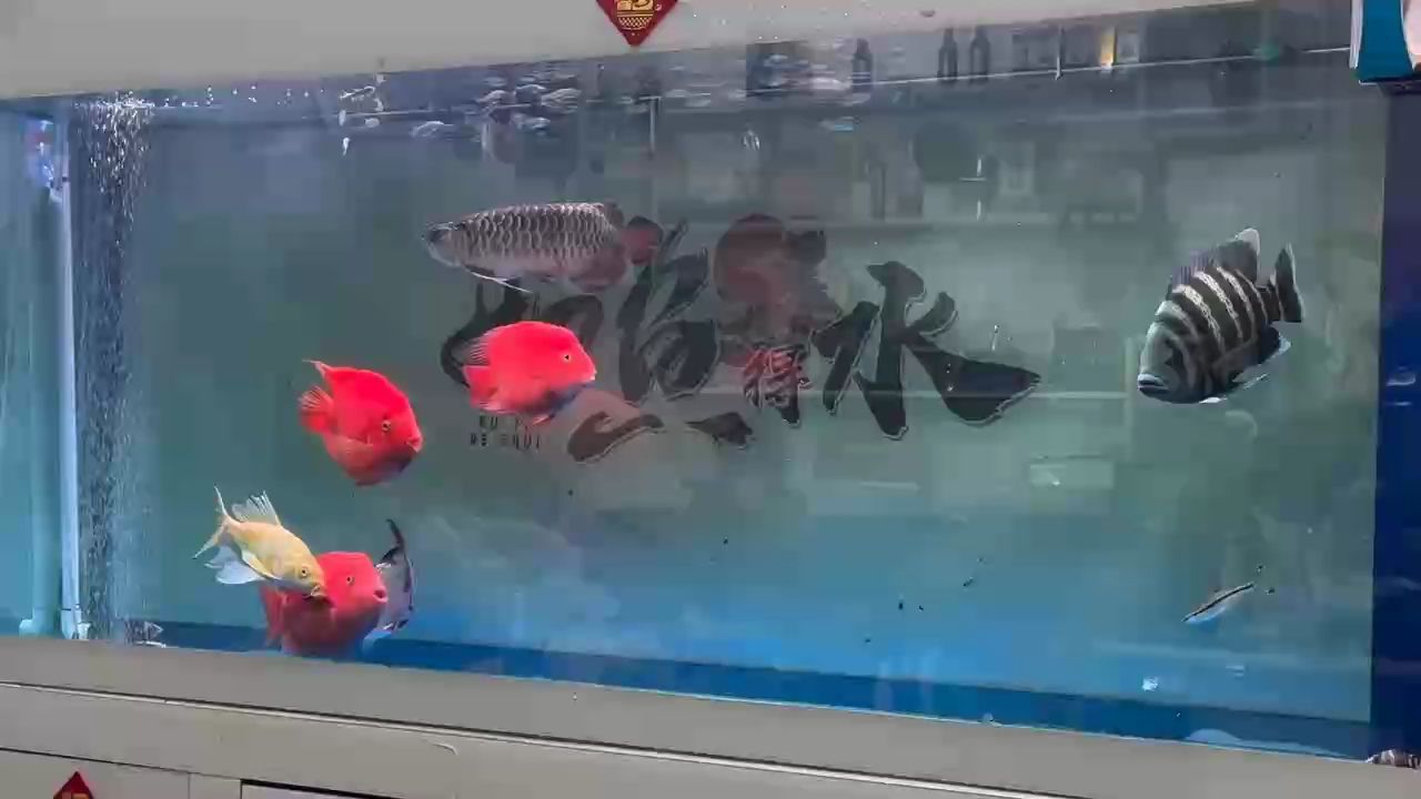 自助餐安排～（上一條發錯視頻）
