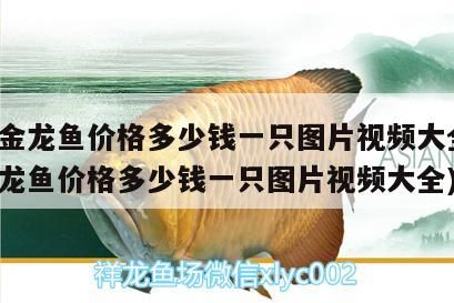 過背金龍魚價格多少錢一只圖片視頻大全(過背金龍魚價格多少錢一只圖片視頻大全) 過背金龍魚價格多少錢一只圖片視頻大全(過背金龍魚價格多少錢一只圖片視頻大全) 金龍魚百科