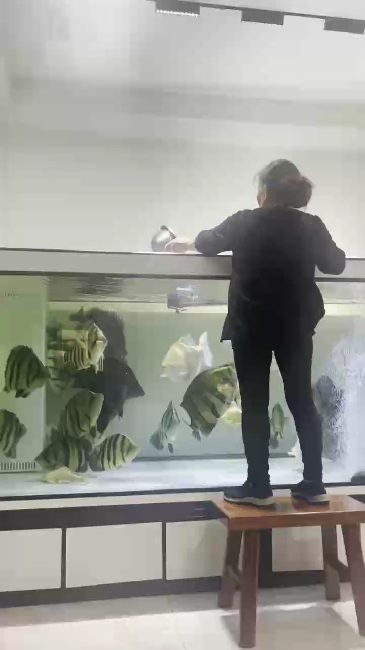 一缸猛虎