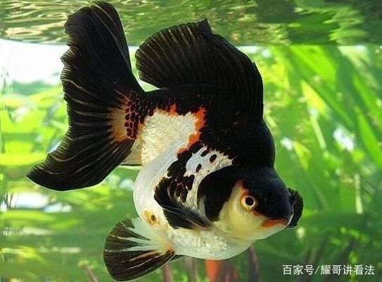 黃金貓魚幼魚適宜水溫范圍(黃金貓魚幼魚適宜水溫范圍為18°c至23°c,這一溫度范圍有利于健康成長) 黃金貓魚百科 第2張 黃金貓魚幼魚適宜水溫范圍(黃金貓魚幼魚適宜水溫范圍為18°c至23°c,這一溫度范圍有利于健康成長) 黃金貓魚幼魚適宜水溫范圍(黃金貓魚幼魚適宜水溫范圍為18°c至23°c,這一溫度范圍有利于健康成長) 黃金貓魚百科 第2張