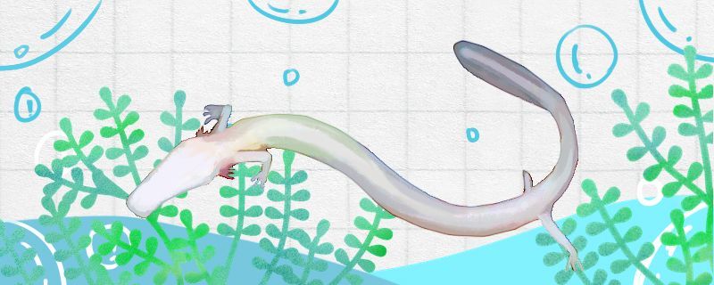 洞螈是什么生物能養嗎