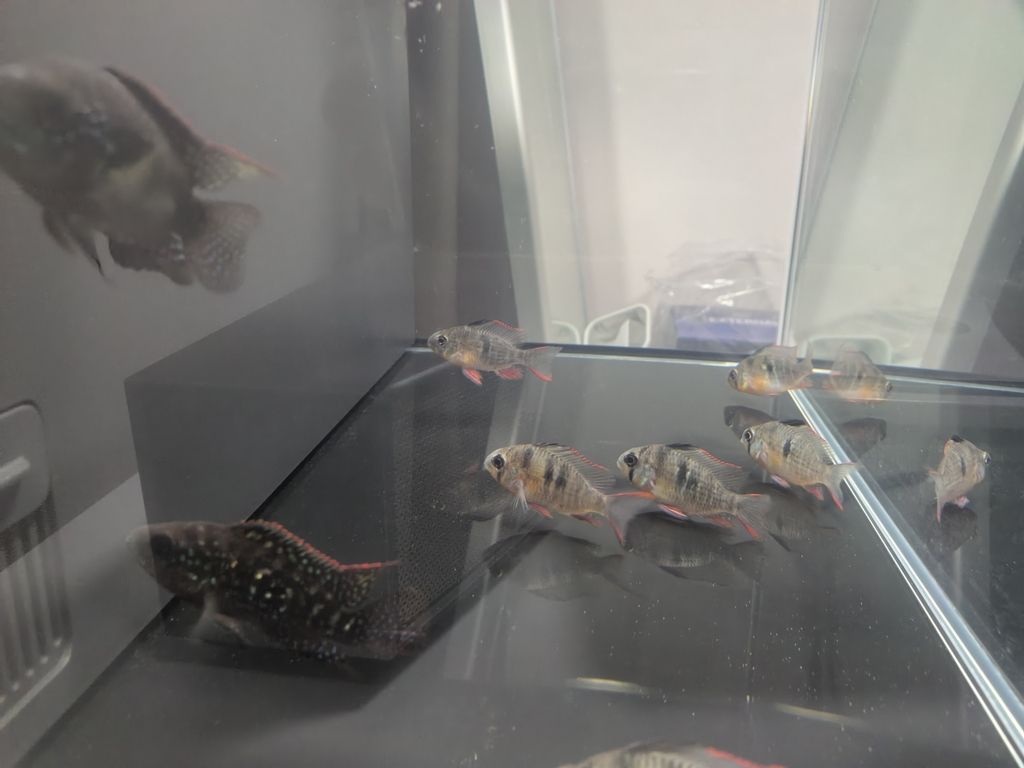 這是什么魚，雜鯛嗎？ 這是什么魚，雜鯛嗎？ 龍魚論壇