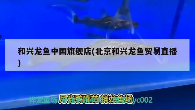 和興龍魚中國旗艦店(北京和興龍魚貿易直播)