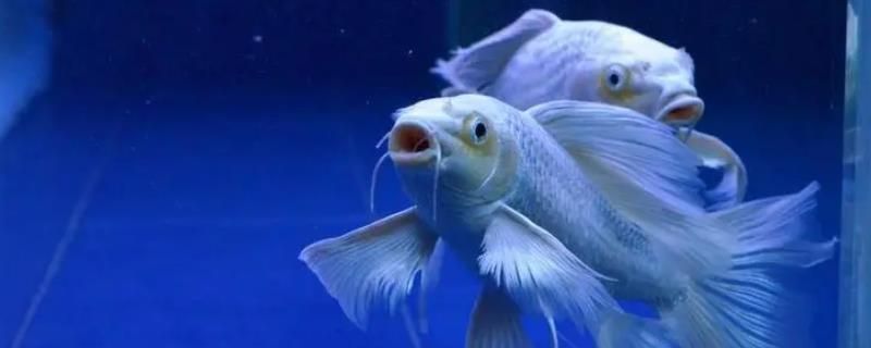 普身蝴蝶鯉壽命多久（普身蝴蝶鯉的壽命是多久）