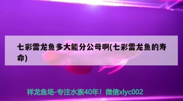 家庭養龍魚好嗎風水好嗎 七彩雷龍魚多大能分公母啊(七彩雷龍魚的壽命) 九鼎魚缸 七彩雷龍魚多大能分公母啊(七彩雷龍魚的壽命) 七彩雷龍魚多大能分公母啊(七彩雷龍魚的壽命) 九鼎魚缸