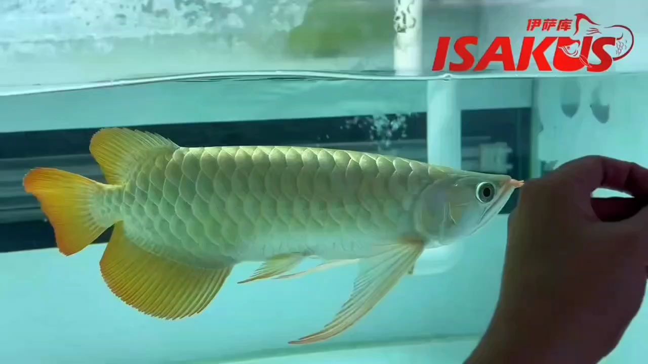 伊薩庫S級，大長手