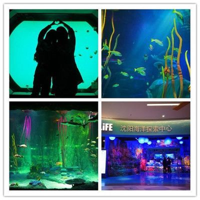 水族館好玩嗎值得去嗎：上海水族館親子游最佳季節選擇達拉斯水族館親子游體驗
