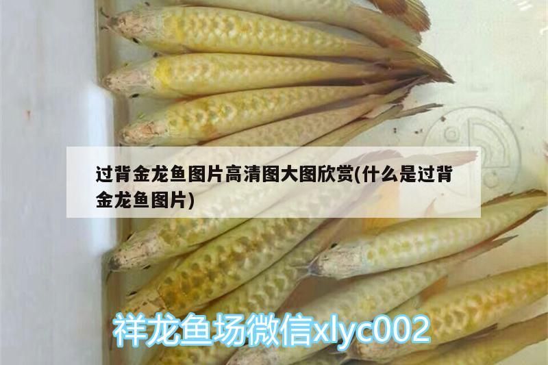 過背金龍魚圖片高清圖大圖欣賞(什么是過背金龍魚圖片)
