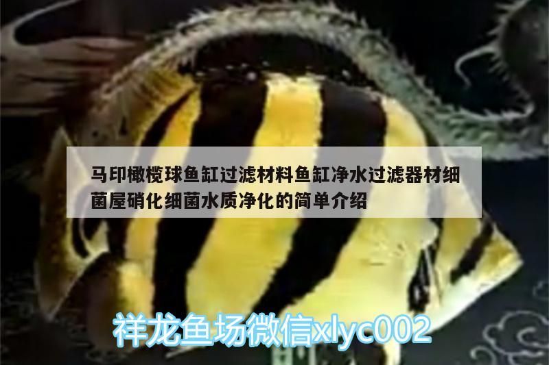 馬印橄欖球魚缸過濾材料魚缸凈水過濾器材細(xì)菌屋硝化細(xì)菌水質(zhì)凈化的簡單介紹