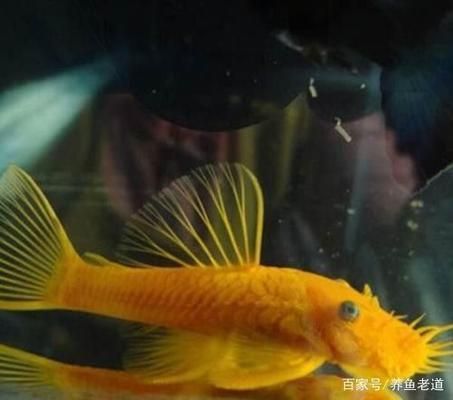 觀賞魚好評評語怎么寫（如何撰寫觀賞魚好評評語）