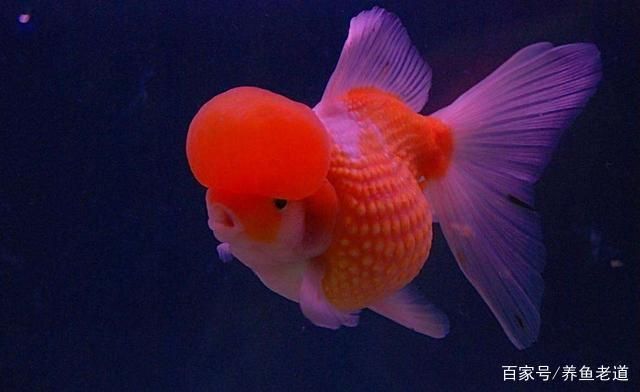 觀賞魚好評評語怎么寫（如何撰寫觀賞魚好評評語）