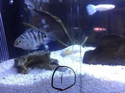 龍魚吃小蝦米嗎vs祥龍魚場：祥龍魚場可以吃小蝦米的，但需要注意什么，龍魚養殖需要注意什么