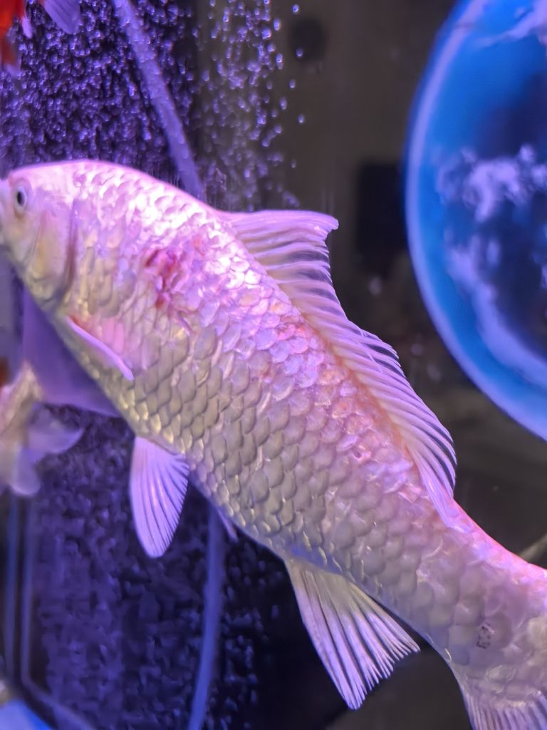 SOS! 救救這兩條魚