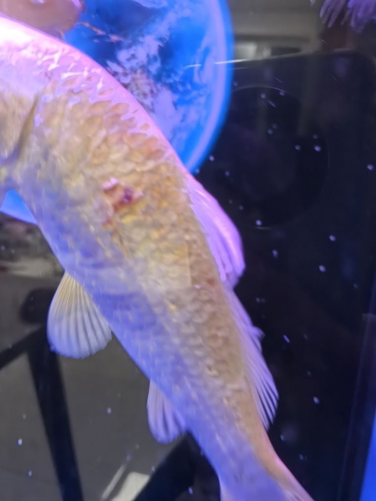 SOS! 救救這兩條魚