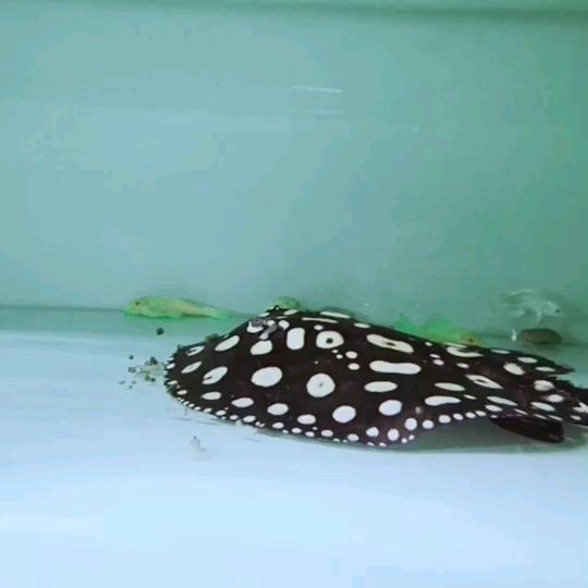 魚缸過濾器不增氧怎么回事（魚缸過濾器不上水什么原因）