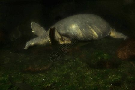 豬鼻龜通人性嗎圖片大全：豬鼻龜有靈性嗎