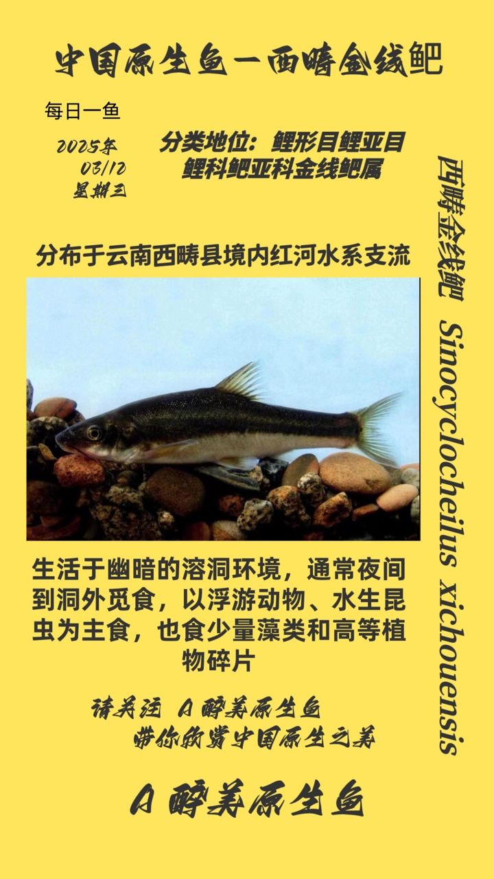 西疇金線鲃