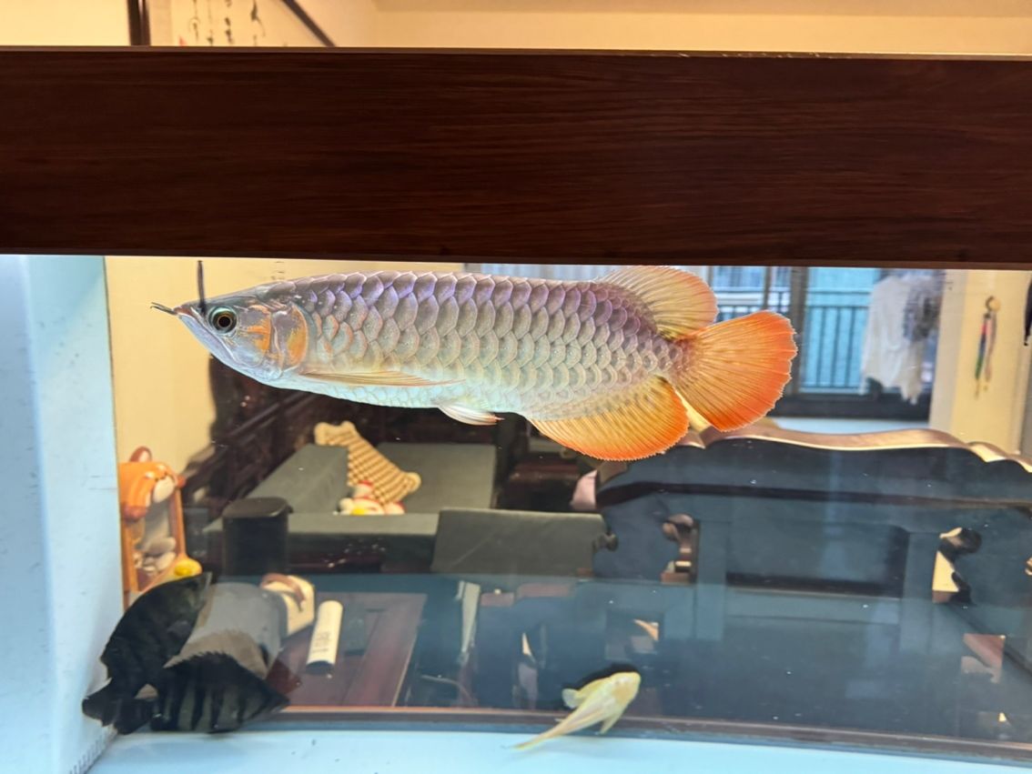 快一年啦 原來翹頭，估計被掰過頭，現(xiàn)在平了，嘴巴兜啦。 養(yǎng)兩年，能健康，能上60公分，能紅就行啦！ 很想上燈，但還是忍住手啦！