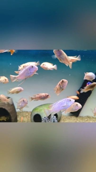 出超級橙F1