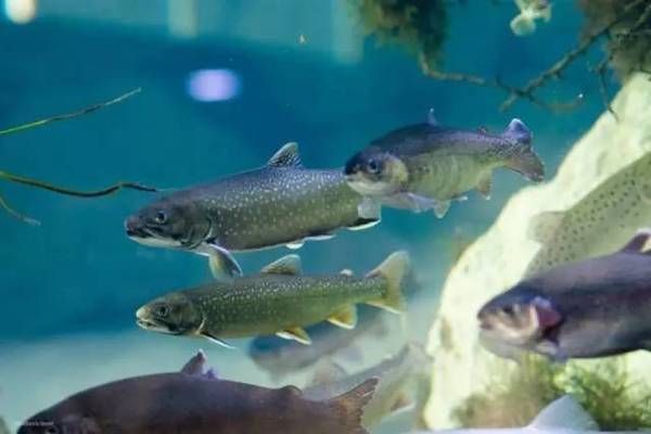 水族館是干啥的：柳州水族館是一個(gè)展示和保護(hù)水下生物多樣性的場(chǎng)所