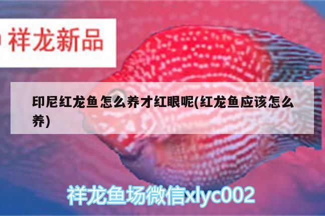 印尼紅龍魚怎么養(yǎng)才紅眼呢(紅龍魚應(yīng)該怎么養(yǎng))
