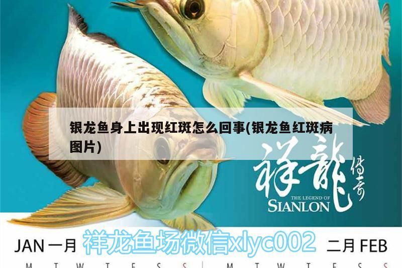 銀龍魚(yú)身上出現(xiàn)紅斑怎么回事(銀龍魚(yú)紅斑病圖片)