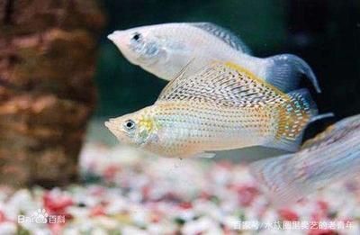 比較容易養的觀賞魚（哪些觀賞魚適合新手飼養）