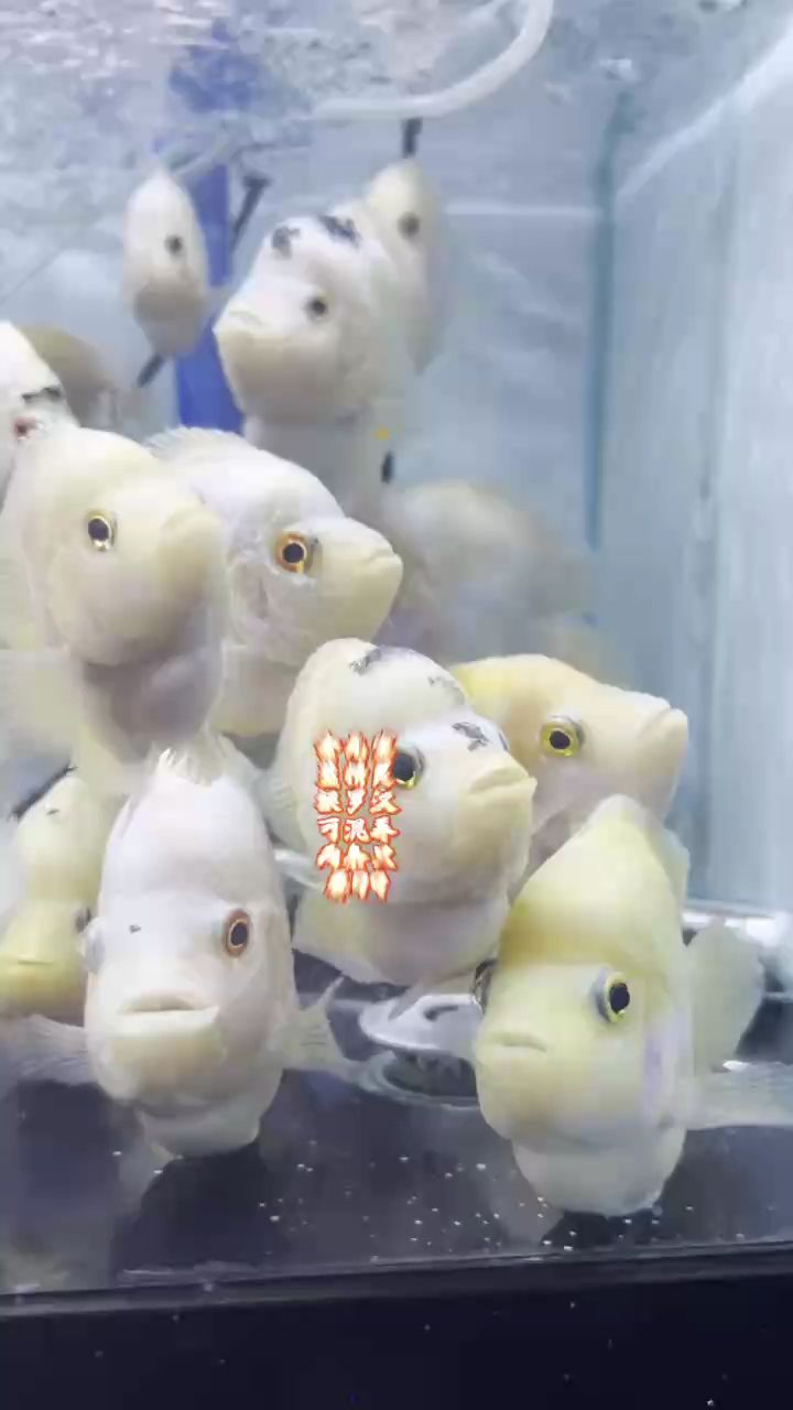 金元寶 藍(lán)精靈 銀羅漢 可混養(yǎng) 兩條只