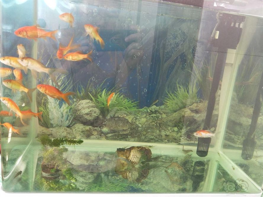80寬魚缸養錦鯉：80cm寬的魚缸可以養3-5條20厘米長的錦鯉