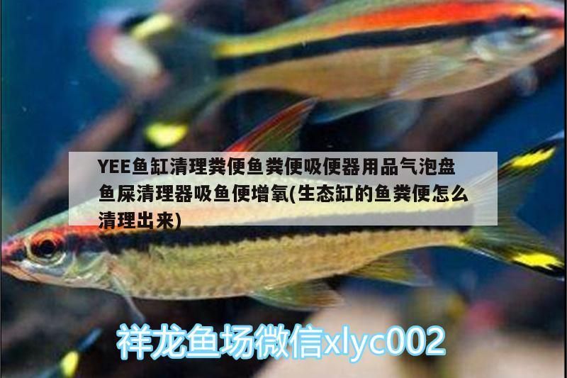 YEE魚缸清理糞便魚糞便吸便器用品氣泡盤魚屎清理器吸魚便增氧(生態缸的魚糞便怎么清理出來)