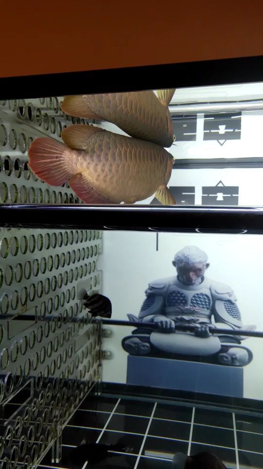 泰安市水族箱魚缸批發市場在哪里（泰安哪里有賣水缸的） 泰安市水族箱魚缸批發市場在哪里（泰安哪里有賣水缸的） 則道紅龍