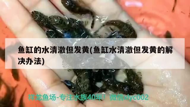 印尼紅龍魚怎么養活的圖片大全(印尼野生龍魚)