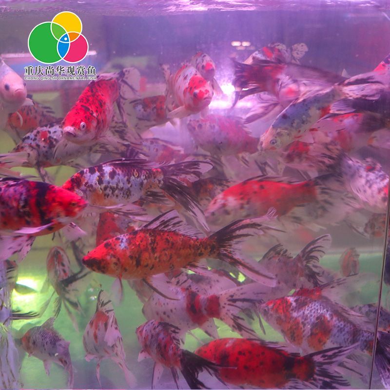 海南觀賞魚批發(fā)市場有哪些地方（海南四海海水觀賞魚批發(fā)中心）