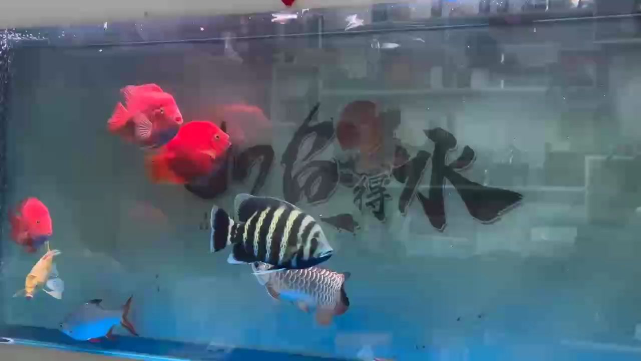 最近對凍魚、凍蝦不感冒，吃的好少！咋辦？