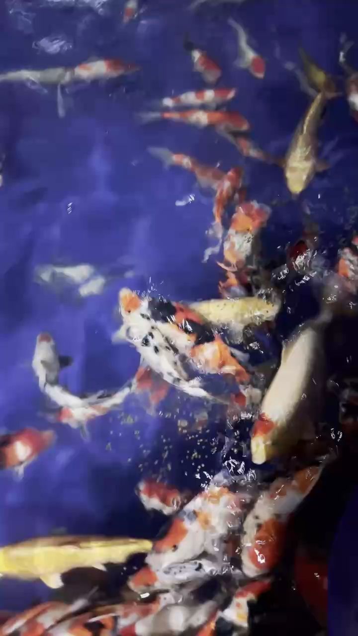 錦鯉玩家玩成漁場了