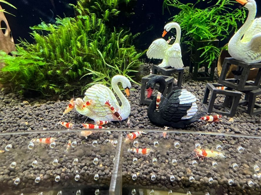 期待爆缸