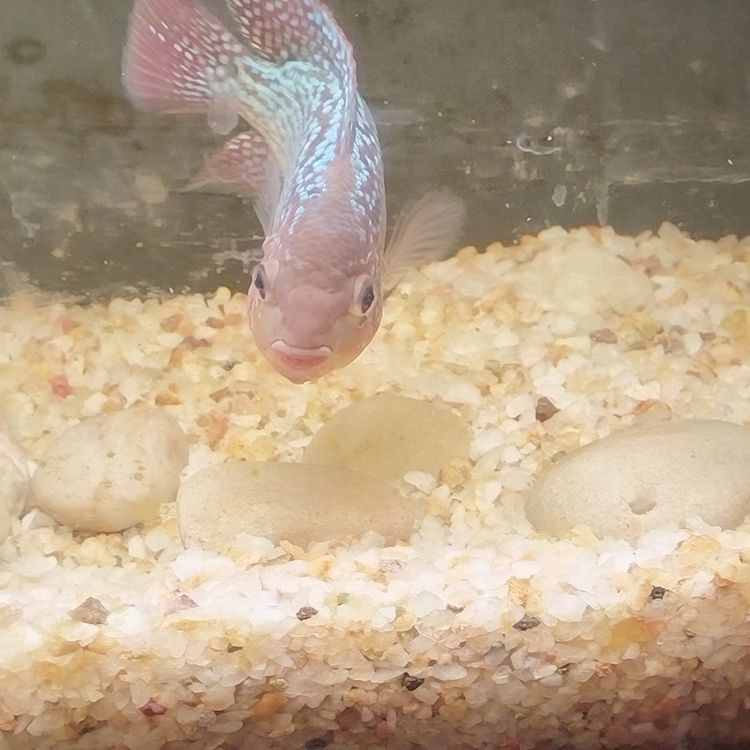 請(qǐng)大神幫我看看是否有起頭的跡象了 請(qǐng)大神幫我看看是否有起頭的跡象了 龍魚論壇 第3張