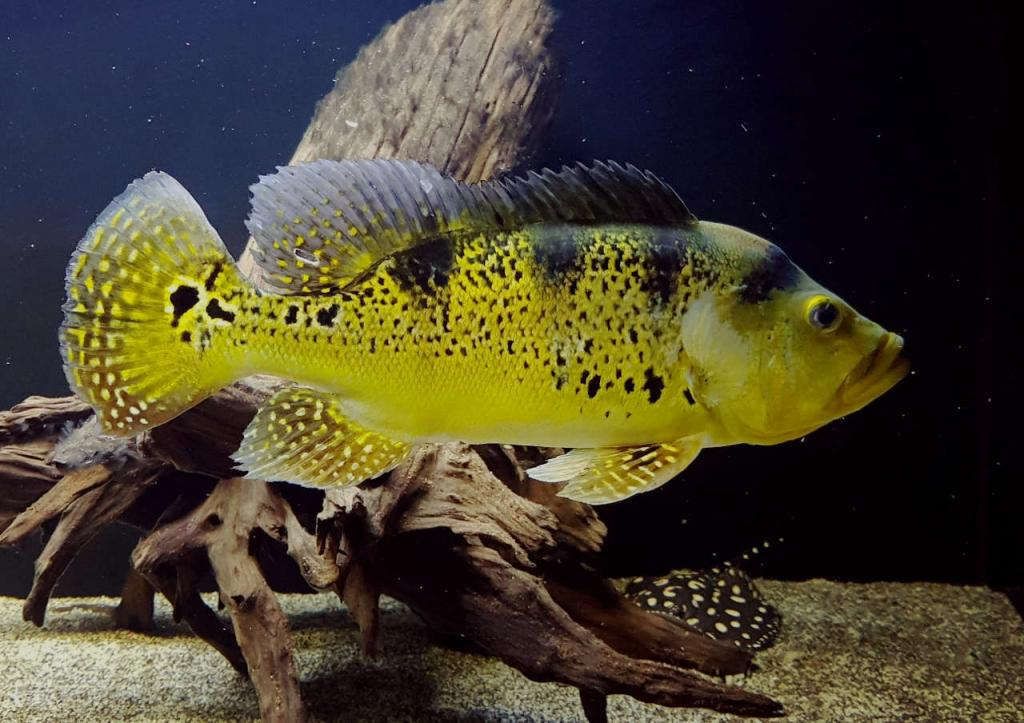 在家里養龍魚風水怎么樣呢：家中養龍魚，風水妙處多
