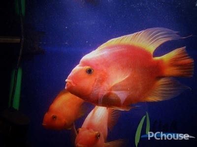 龍魚到家幾天換水vs祥龍魚場：龍魚到家與祥龍魚場在換水方面的區別