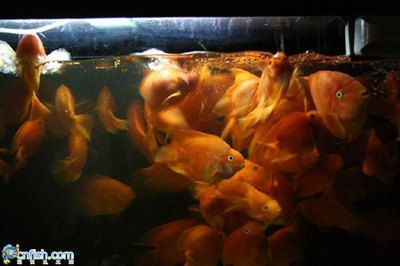 觀賞魚之家魚友論壇（觀賞魚之家魚友論壇是一個專注于觀賞魚的交流平臺）