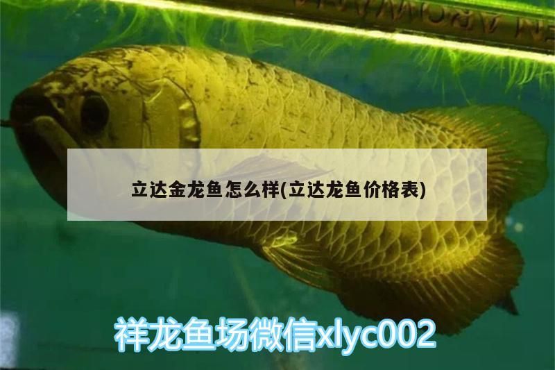 立達金龍魚怎么樣(立達龍魚價格表)