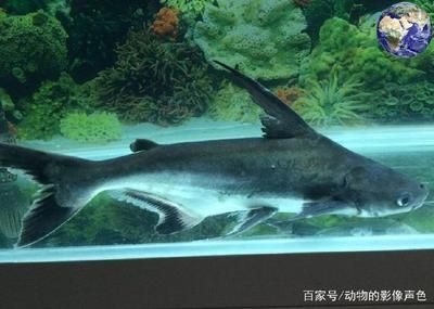 成吉思汗鯊魚vs鴨嘴鯊（成吉思汗鯊魚\"和\"鴨嘴鯊\"鴨嘴鯊區別）