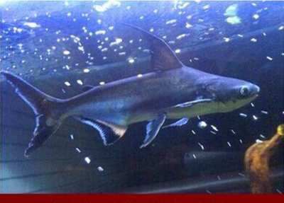 成吉思汗鯊魚vs鴨嘴鯊（成吉思汗鯊魚\"和\"鴨嘴鯊\"鴨嘴鯊區別）