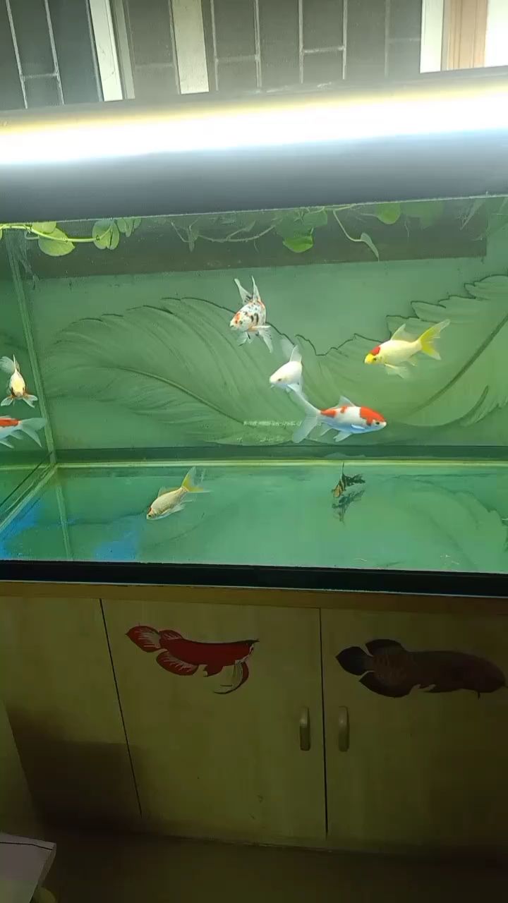 現(xiàn)在對(duì)草金著迷了 現(xiàn)在對(duì)草金著迷了 龍魚(yú)論壇 第1張