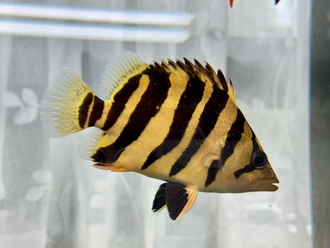 龍魚內寄用什么藥效果好，如何判斷龍魚是否感染內寄？