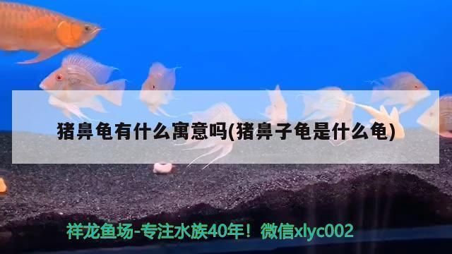 豬鼻龜有什么寓意和風水講究：豬鼻子龜的寓意