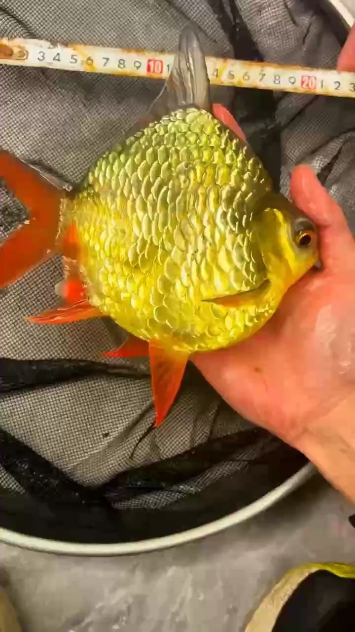 金燦燦 金燦燦 龍魚論壇